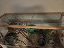 terrarium fur mause gebraucht kaufen terrarium fur mause gebraucht kaufen Herne