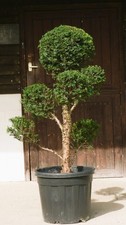 Real yew cloud for sale  WADHURST