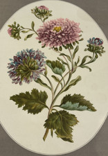 Chrysanthèmes fleur bouquet d'occasion Chrysanthèmes fleur bouquet d'occasion  Paris IX