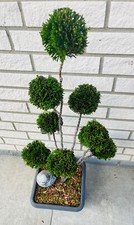 Thuja smaragd bonsai gebraucht kaufen  Bielefeld