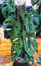 Variegated monstera adansonii for sale  NOTTINGHAM