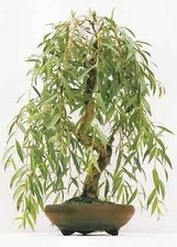 Prebonsai salix babilonica usato  San Giovanni in Croce