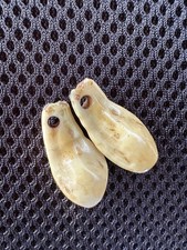 elk teeth for sale  Tacoma