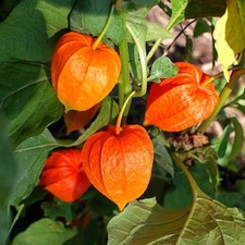 Cape gooseberry goldenberry for sale  Miami