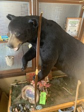 Bear archery recurve for sale  Tripoli