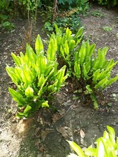 Harts tongue fern. for sale  TUNBRIDGE WELLS