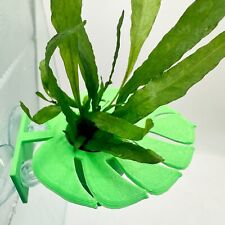 Java fern betta for sale  ACHARACLE