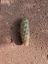 pine cone cactus for sale pine cone cactus for sale Santee