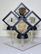 Rex ultimate fossil for sale Rex ultimate fossil for sale  SOLIHULL