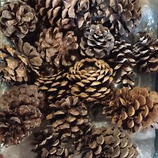 Bag pine cones for sale  Beckley