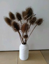 Wilde karde trockenblumen gebraucht kaufen  Coburg
