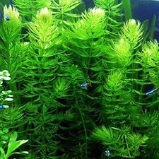 Hornwort live aquarium for sale  Terrell