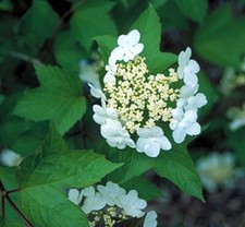 Viburnum opulus 25 for sale  UK