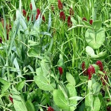 Gardenway cover crop for sale  Romeoville