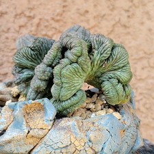 Euphorbia obesa cristata for sale  Valley Village