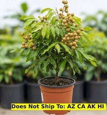 Fruit tree dimocarpus for sale  Homestead