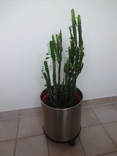 Kaktus sukkulente wolfsmilch gebraucht kaufen  Pforzheim