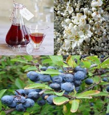 Blackthorn prunus spinosa for sale  BROCKENHURST