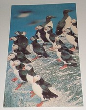 Papageientaucher puffin bird gebraucht kaufen  Haßmersheim