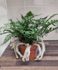 Stunning rare davallia for sale  LONDON