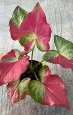 Authentic caladium shycool d'occasion  Expédié en Belgium