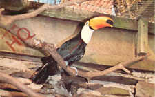 Cartão postal com foto__Toco Toucan comprar usado  Enviando para Brazil