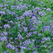 Lacy phacelia lavender for sale  Sevierville