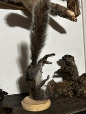 Taxidermy upside grey for sale  New York