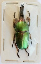 Lamprima adolphinae saw for sale  SLEAFORD