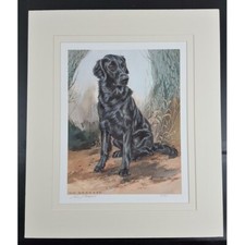 Vic grainger retriever for sale  SPALDING