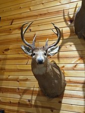 Large white tail for sale  Clear Lake