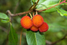 Corbezzolo arbutus unedo usato  Trappeto