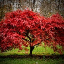 Acer palmatum atropurpureum gebraucht kaufen  Guben