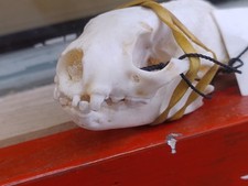 Real scull european for sale  CAMBORNE