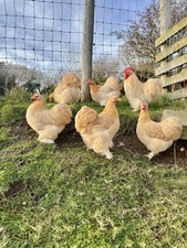 Lemon pekin eggs for sale  EGREMONT