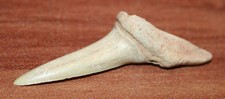 Haifisch zahn versteinert gebraucht kaufen  Dietenhofen