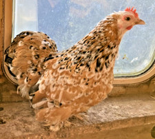 Millefleur pekin polystyrene for sale  UK