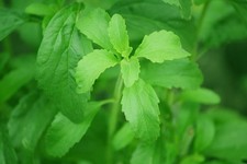 Semi stevia rebaudiana usato  Ragalna