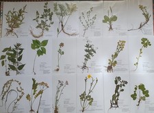 Herbarium pflanzen wurzel gebraucht kaufen  Regensburg