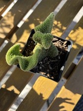 Live golden wavy for sale  San Antonio