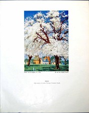 Antique print spring for sale  UK