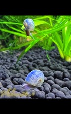 Live blue leopard for sale  Puyallup