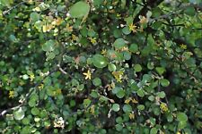 Corkia cotoneaster wire for sale  San Francisco
