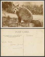 Maine coon cat for sale  UK