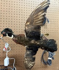 female ducks for sale female ducks for sale Fredericksburg