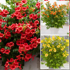 Campsis trumpet vine for sale  PETERBOROUGH