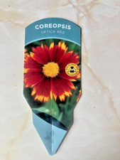 Coreopsis uptick red for sale  PRESTON