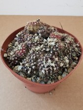 Frailea grahliana large for sale  LOWESTOFT