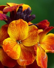 Wallflowers fire king for sale  BRISTOL