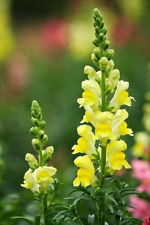 Antirrhinum canary bird for sale  FERRYHILL